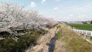 竜泉寺川の桜並木