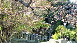 2022年 桜の西叶神社