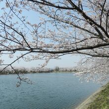 池の周りには桜並木！