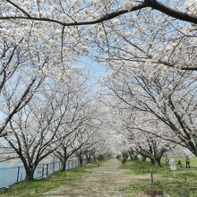 満開の桜は見事でした！