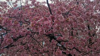 早咲きの桜が綺麗でした