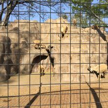 ゴート。他の動物はだいたいお昼寝中でした。動物公園無料です。