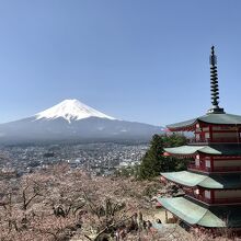 及第点で咲いてると思う。