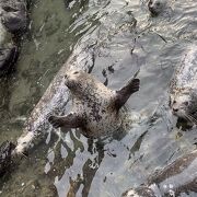 海獣ショーが最高です！