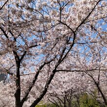 靱公園（桜）