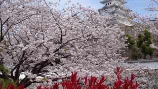 春は桜で埋めづくし