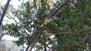 梶原景時の里散策で寒川神社に寄りました