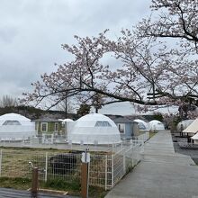 元小学校なので、桜が綺麗です！