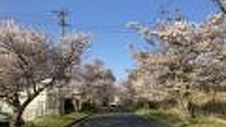 市民の憩いの場だけど桜祭りは今年も中止