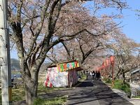 斐伊川堤防桜並木
