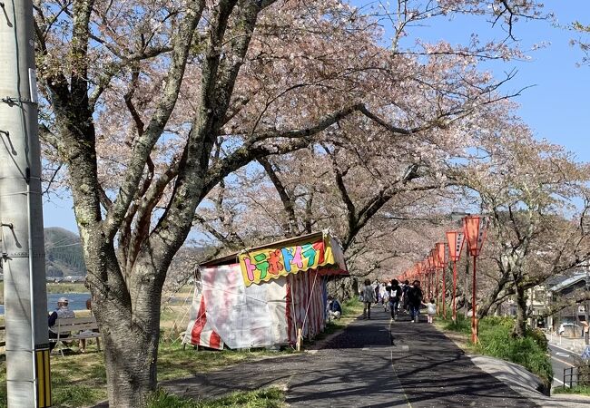 斐伊川堤防桜並木