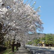 桜が見頃