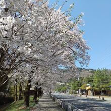 桜が見頃