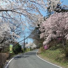 桜が見頃