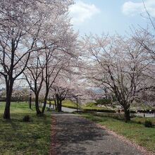 鉢形城歴史館の桜