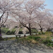 荒川沿いの桜並木