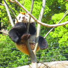 メスのレイレイ