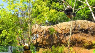 シャオシャオ、レイレイに会いに