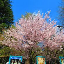 ピークは過ぎているけど、この木だけ見頃