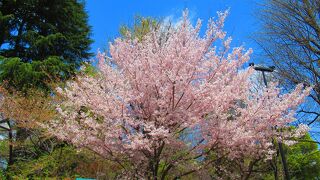 文化施設など多くの施設があり、桜の名所でもあり混んでます。