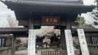 貴重な祐天桜もあります