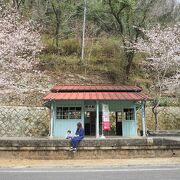 桜咲くサイクリングロード