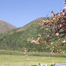 4月中旬、八重桜と三瓶山。
