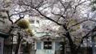 桜がキレイでした。