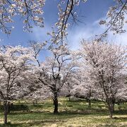 桜の時期はポピーにチューリップ、見頃がいっぱいです