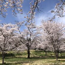 たくさんの桜を見ながらシートを広げて一休み