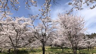 桜の時期はポピーにチューリップ、見頃がいっぱいです