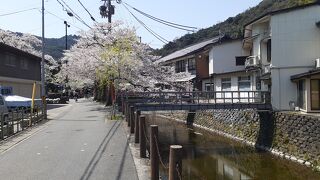 2022年４月10日現在、木屋町通りの桜は見頃でした