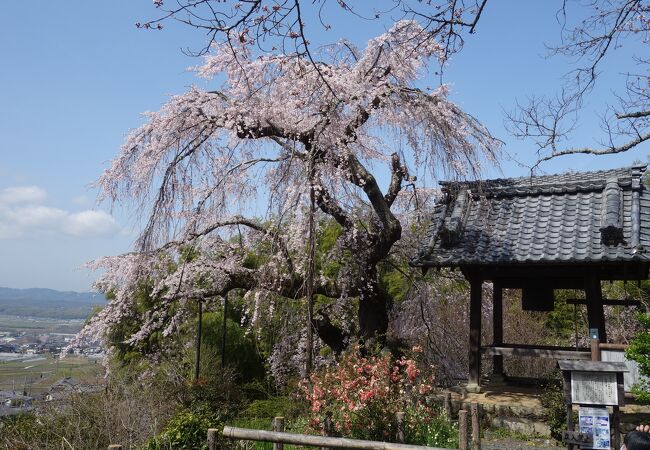 地蔵禅院のシダレザクラ