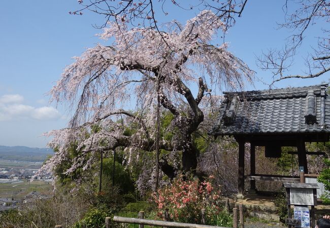 枝垂桜好きの人には必見の枝垂桜です。歴史を感じさせます。