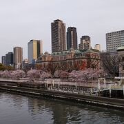 桜と大阪市中央公会堂