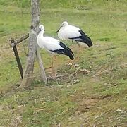 コウノトリに逢える！