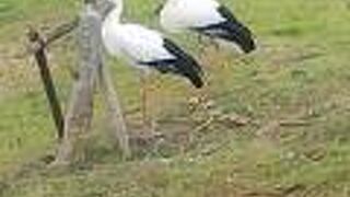 コウノトリに逢える！