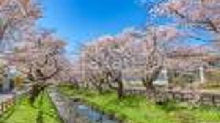 目黒川などの都市部の川沿いの桜より風情があってすてきです。