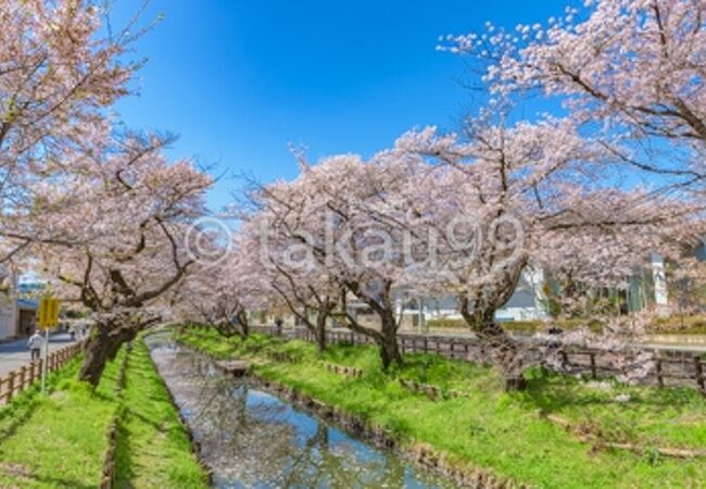 目黒川などの都市部の川沿いの桜より風情があってすてきです。