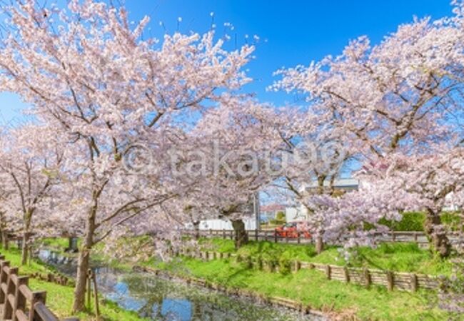 小江戸川越春まつり