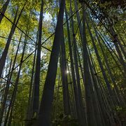 竹の林が美しいお寺