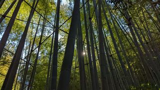 竹の林が美しいお寺