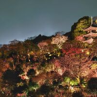 美しくライトアップされた庭園