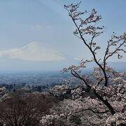 雪化粧の「白い」富士山と桜のコラボがみられる場所です