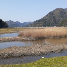 ハチゴロウの戸島湿地