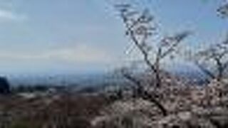 雪化粧の「白い」富士山と桜のコラボがみられる場所です