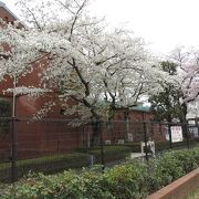 今年も花見をしてきました