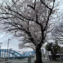 桜の咲くころ