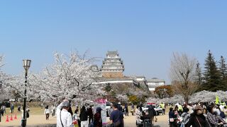 桜の季節にぜひ！