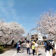 岡崎の花見スポット